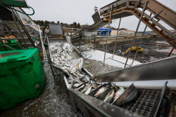 Fish processing plant in Sakhalin Region, Russia