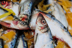 Fish processing plant in Sakhalin Region, Russia