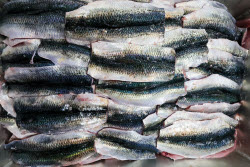 Fish processing plant in Sakhalin Region, Russia
