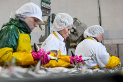 Fish processing plant in Sakhalin Region, Russia