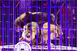 Prince of Circus show in Lugansk