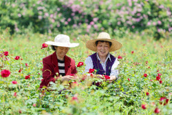 Edible Rose Processing In Huangshan