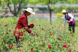 Edible Rose Processing In Huangshan
