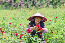 Edible Rose Processing In Huangshan