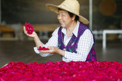 Edible Rose Processing In Huangshan