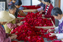 Edible Rose Processing In Huangshan