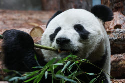 (+VIDEO) Moscow Zoo