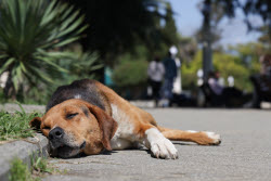 Daily life in Sukhum, Abkhazia