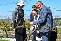 Grape breeding in Krasnodar Region, Russia