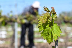 Grape breeding in Krasnodar Region, Russia