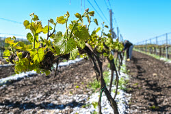 Grape breeding in Krasnodar Region, Russia