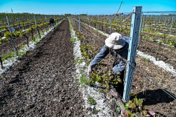 Grape breeding in Krasnodar Region, Russia