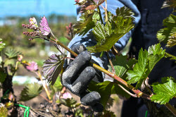 Grape breeding in Krasnodar Region, Russia