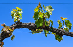 Grape breeding in Krasnodar Region, Russia