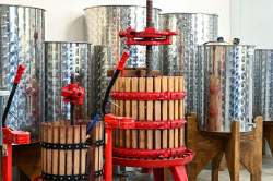 Grape breeding in Krasnodar Region, Russia
