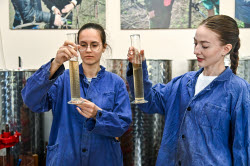 Grape breeding in Krasnodar Region, Russia