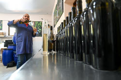 Grape breeding in Krasnodar Region, Russia