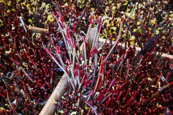 Grape breeding in Krasnodar Region, Russia