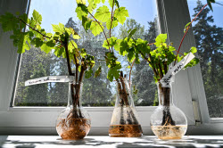 Grape breeding in Krasnodar Region, Russia