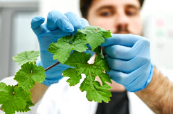 Grape breeding in Krasnodar Region, Russia