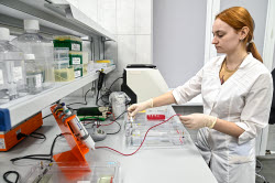 Grape breeding in Krasnodar Region, Russia