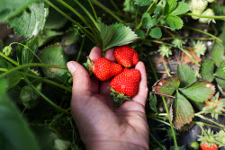 Harvesting strawberries in Kherson Region, Russia