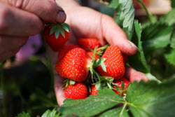 Harvesting strawberries in Kherson Region, Russia