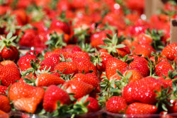 Harvesting strawberries in Kherson Region, Russia