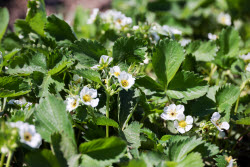 Harvesting strawberries in Kherson Region, Russia