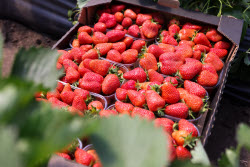 Harvesting strawberries in Kherson Region, Russia