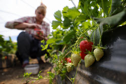 Harvesting strawberries in Kherson Region, Russia
