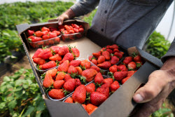 Harvesting strawberries in Kherson Region, Russia