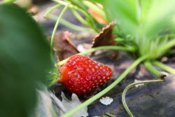Harvesting strawberries in Kherson Region, Russia