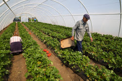 Harvesting strawberries in Kherson Region, Russia