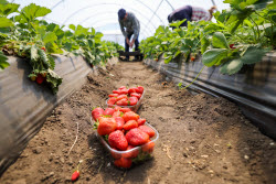 Harvesting strawberries in Kherson Region, Russia