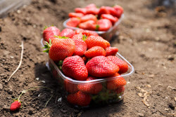 Harvesting strawberries in Kherson Region, Russia