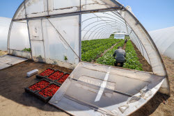 Harvesting strawberries in Kherson Region, Russia