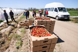 Harvesting strawberries in Kherson Region, Russia