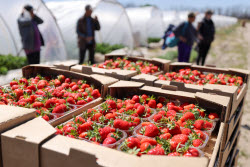 Harvesting strawberries in Kherson Region, Russia