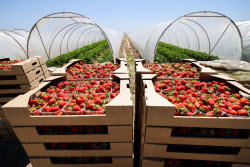 Harvesting strawberries in Kherson Region, Russia
