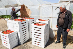 Harvesting strawberries in Kherson Region, Russia