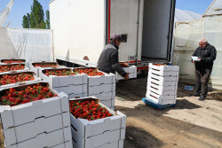 Harvesting strawberries in Kherson Region, Russia