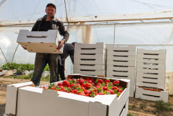 Harvesting strawberries in Kherson Region, Russia