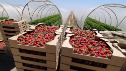 VIDEO. Harvesting strawberries in Kherson Region, Russia