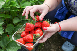 Harvesting strawberries in Sochi, Russia