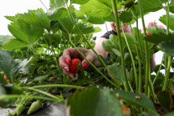 Harvesting strawberries in Sochi, Russia