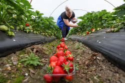 Harvesting strawberries in Sochi, Russia