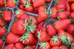 Harvesting strawberries in Sochi, Russia