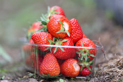 Harvesting strawberries in Sochi, Russia