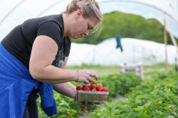 Harvesting strawberries in Sochi, Russia